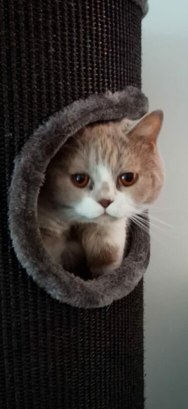 kat in een dome krabton petrebels