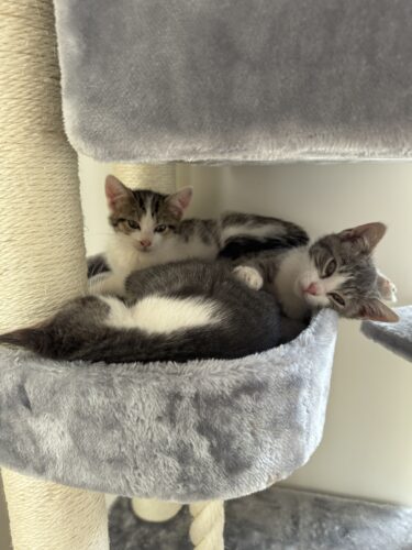 twee katten in grijs mandje van krabpaal petrebels
