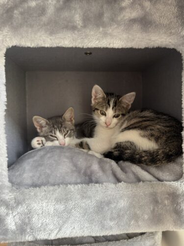 twee katten in grijs petrebels huisje