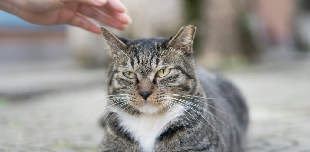 Cyperse kat met witte bef wordt geaaid door een persoon