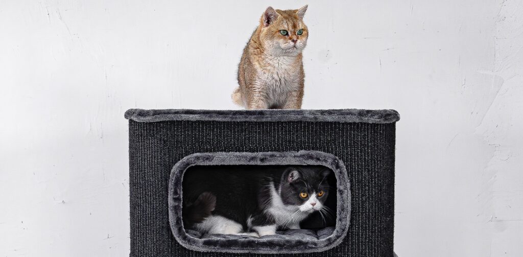 Twee raskatten zitten in en op een zwarte krabton van Petrebels