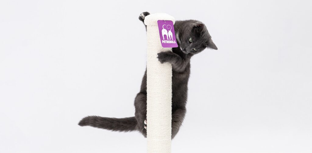 Zwarte kat hangt bovenin krabpaal van Petrebels