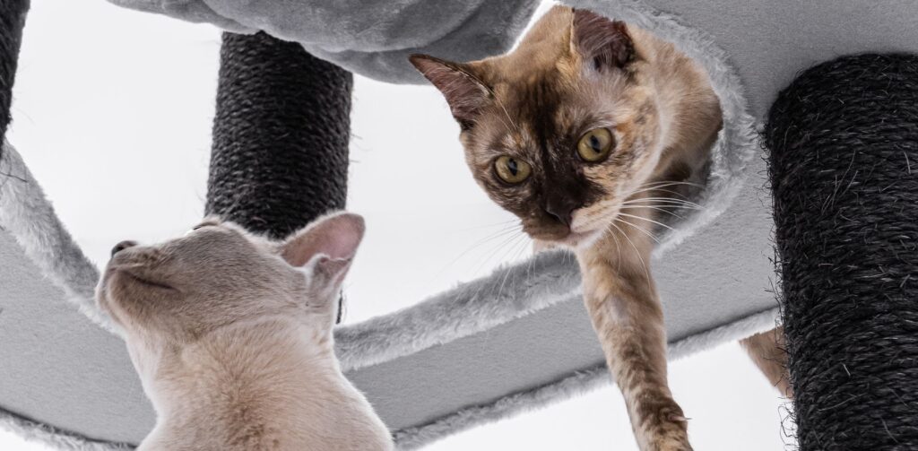Twee katten spelen ineen grijze krabpaal van Petrebels.