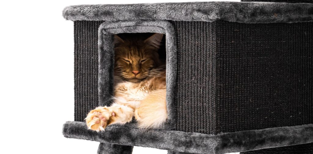 Langharige raskat slaapt in het kattenhuisje van een zwarte krabpaal van Petrebels