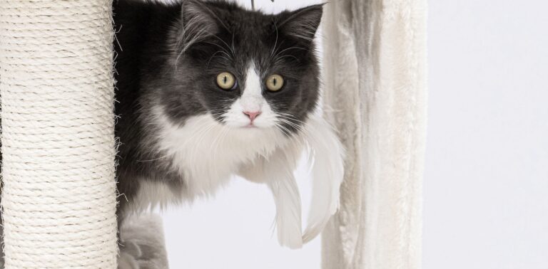 Zwart witte kat speelt op Petrebels krabpaal