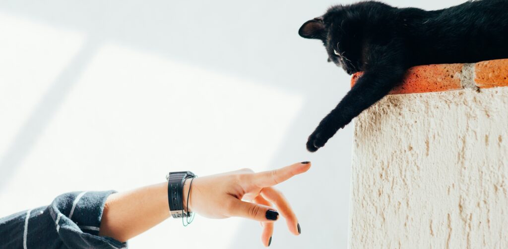 Zwarte kat wil met hand van persoon met zwarte nagellak spelen