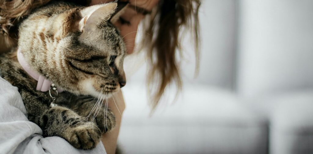 Cyperse kat met roze halsbandje wordt geknuffeld door vrouw