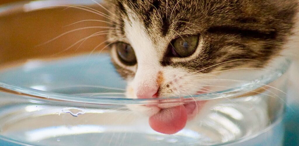 Kat drinkt uit glazen kom met water.