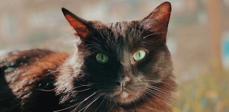Oudere senior kat met zwarte vacht