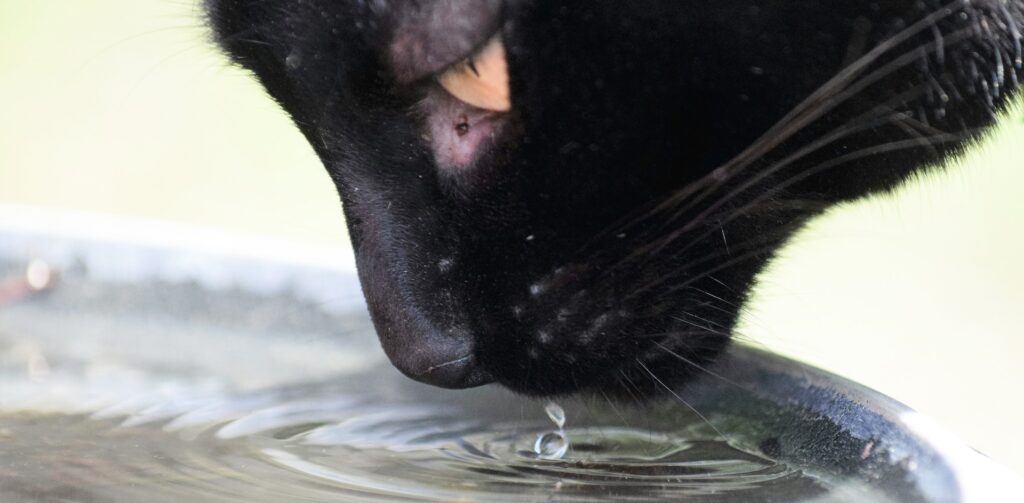 Zwarte kat drinkt water