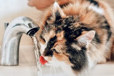 Cyperse langharige kat drinkt uit kraan