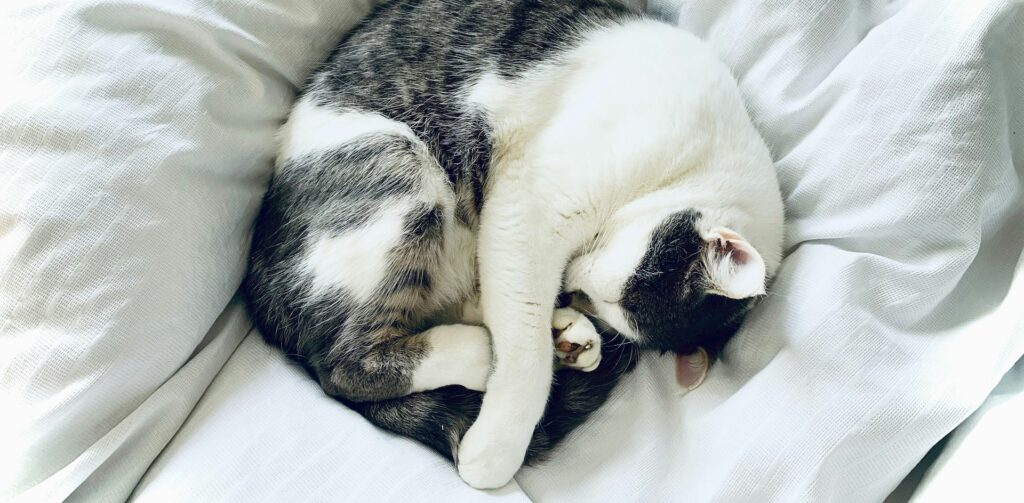 Oudere grijs-cypers-wit kat ligt lekker te slapen op een witte deken