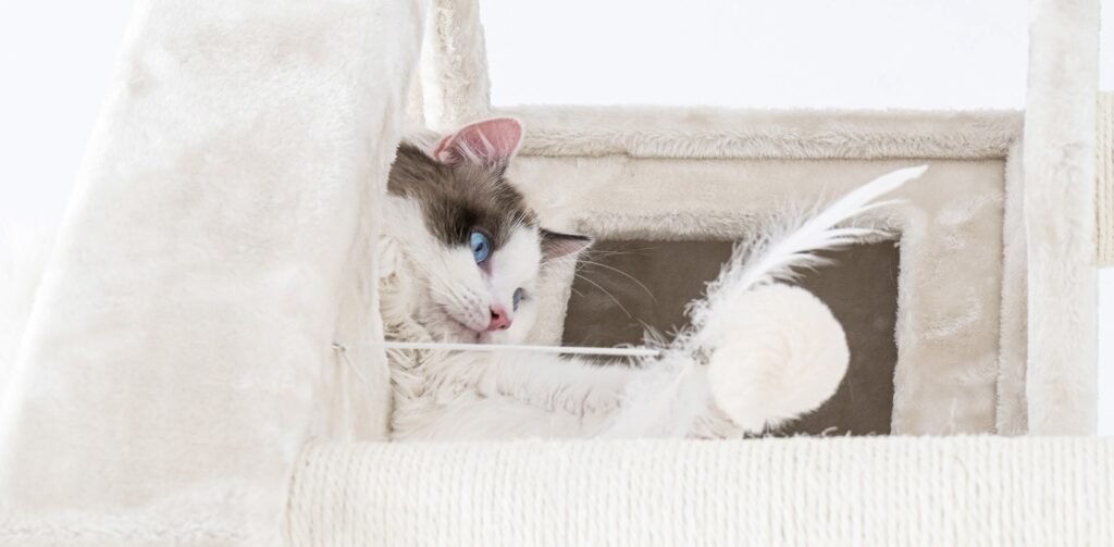 Indoor cat watching outside