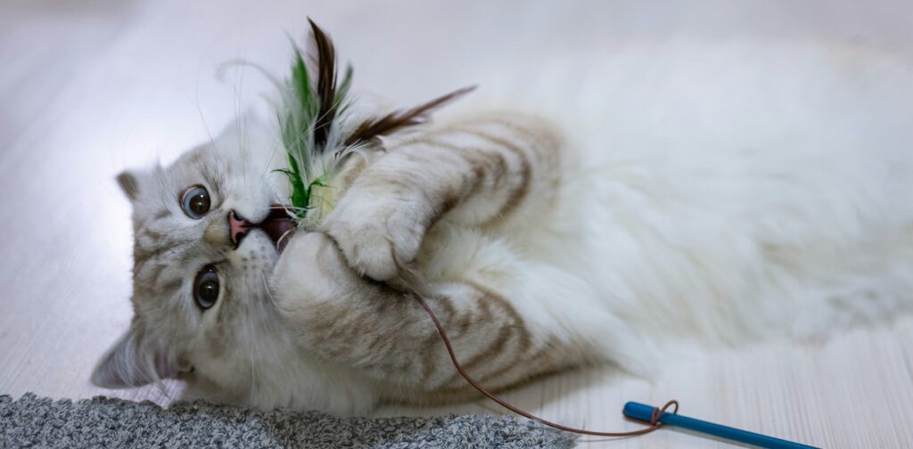 Different types of cat toys
