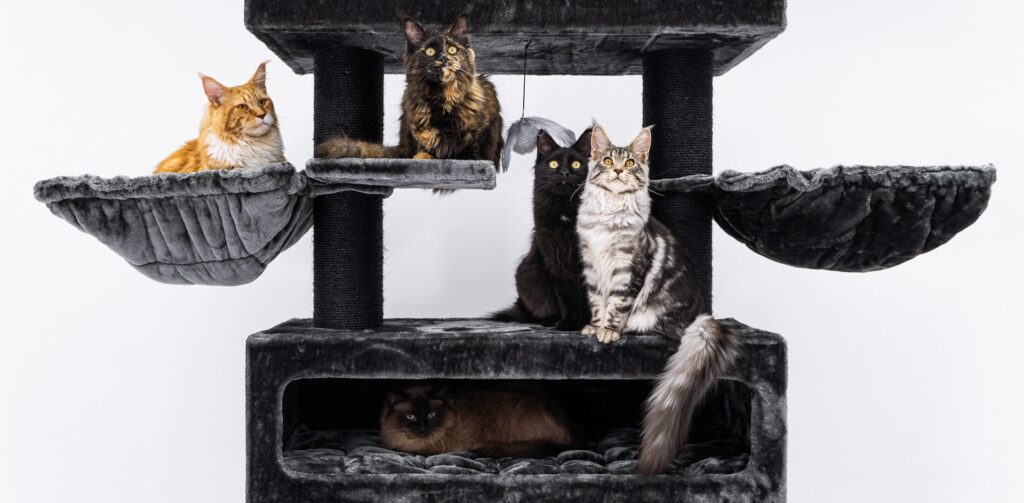 Quatre chats assis et couchés sur un grand arbre à chat Lookout 198 de Petrebels