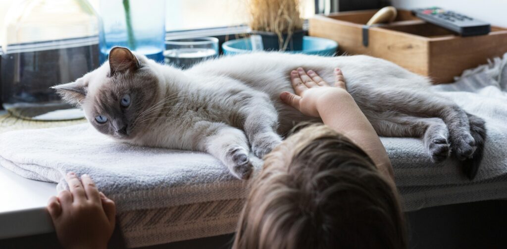 Un enfant caresse un siamois couché sur le rebord de la fenêtre