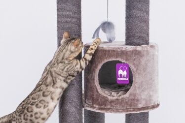 Alles voor een blije kat: een krabpaal en kattenspeelgoed.