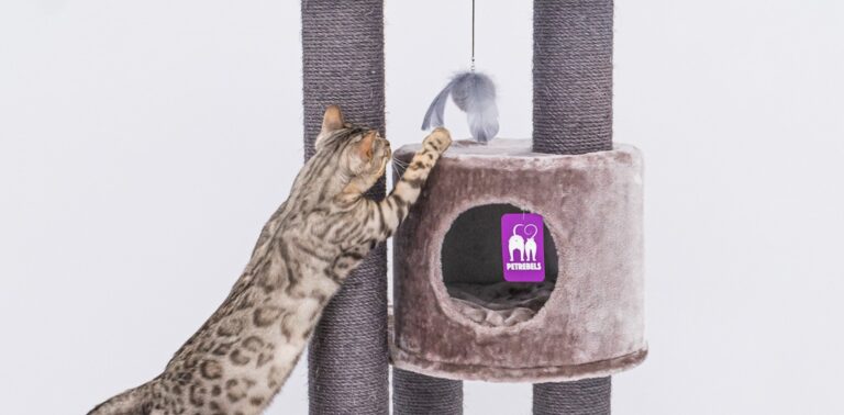 Alles voor een blije kat: een krabpaal en kattenspeelgoed.
