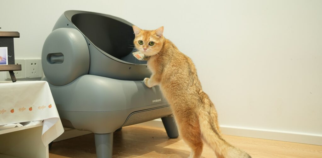 Chat orange explorant une litière automatique