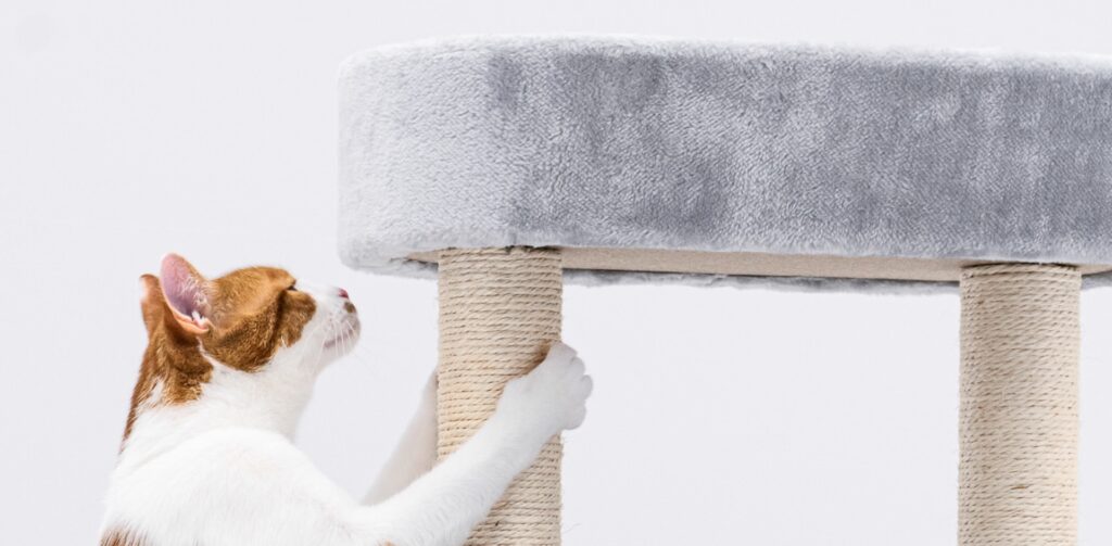 Kat krabt aan krabpaal Little Rock van Petrebels om te ontspannen na een verhuizing.