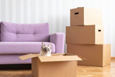 Zo verhuis je je kat zonder stress naar je nieuwe huis