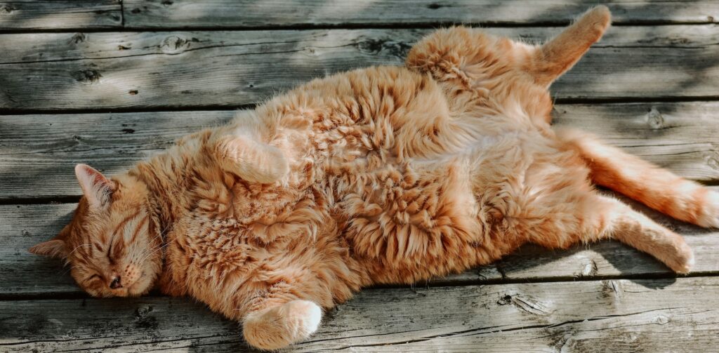 Zu dicke rote Katze mit Übergewicht, die in der Sonne liegt.