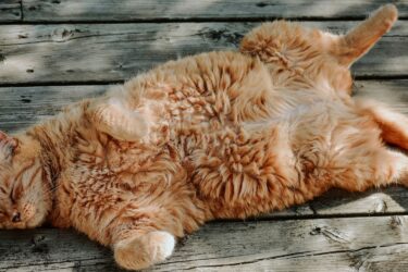 Te dikke rode kat met overgewicht die ligt te slapen.