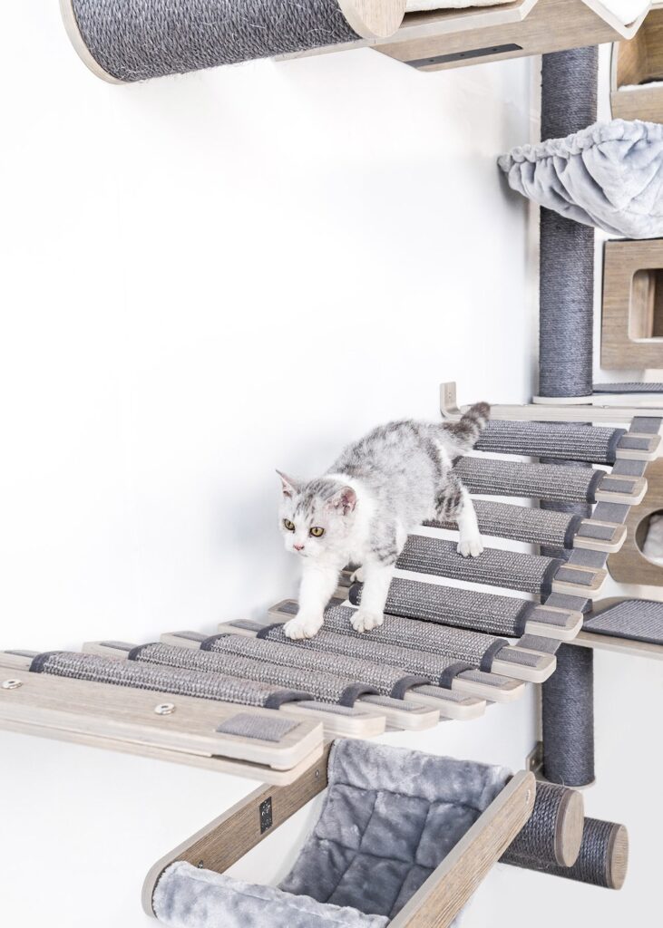 Kleine jonge kat die over een brug van de Petrebels Wall of Rebels (een kattenmuur) loopt.