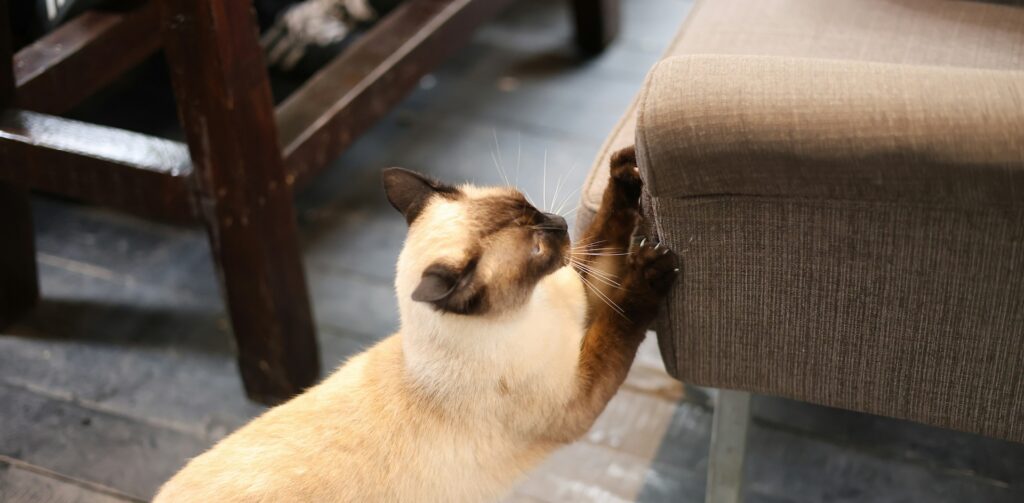 Kat die zijn territorium aan het markeren is door aan een bankstel te krabben.