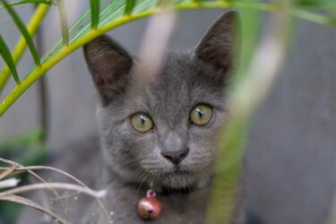 Grijze jonge kat met een rood kattenbelletje om zijn nek, zit achter een kentia palm en die plant is niet giftig voor katten