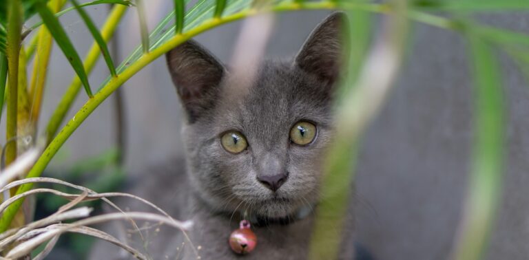 Grijze jonge kat met een rood kattenbelletje om zijn nek, zit achter een kentia palm en die plant is niet giftig voor katten