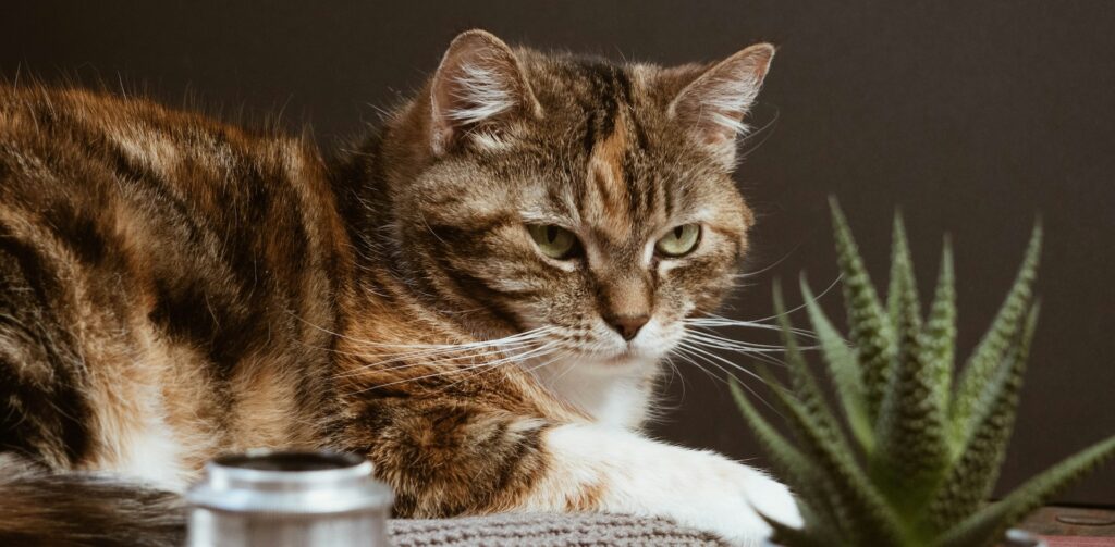 cyperse kat ligt op een kussen op tafel bij een plant. katten houden van routines en een vast dagritme