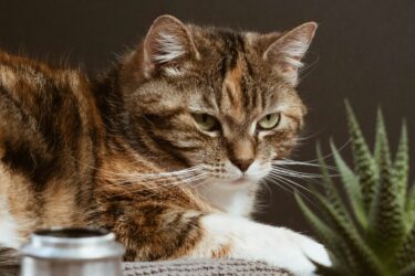 cyperse kat ligt op een kussen op tafel bij een plant. katten houden van routines en een vast dagritme