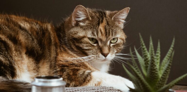 cyperse kat ligt op een kussen op tafel bij een plant. katten houden van routines en een vast dagritme