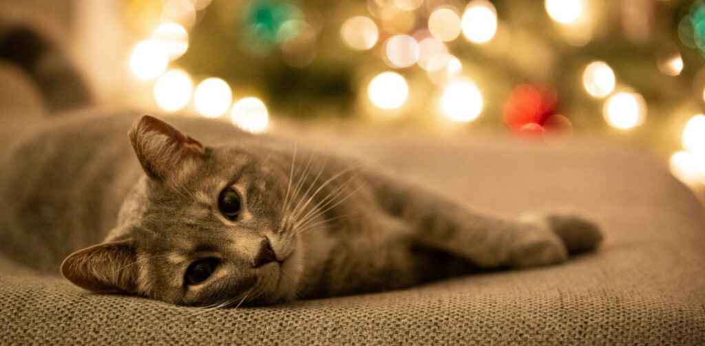 Kat ligt ontstpannen bij een kerstboom met verlichting: Petrebels blog – Katten en december-stress: zo help je je kat rustig de feestdagen door