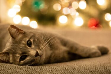 Kat ligt ontstpannen bij een kerstboom met verlichting: Petrebels blog – Katten en december-stress: zo help je je kat rustig de feestdagen door