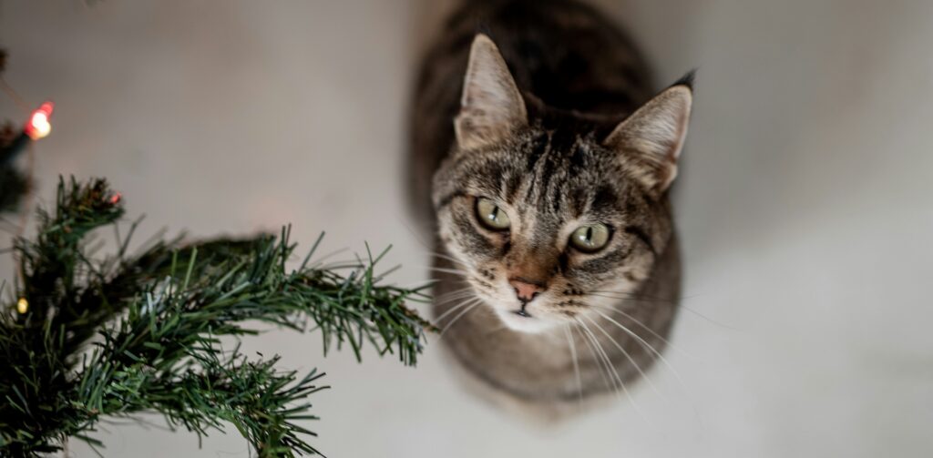 Grijs cyperse kat kijkt omhoog vlakbij een kerstboom met verlichting: Petrebels blog – Katten en december-stress: zo help je je kat rustig de feestdagen door