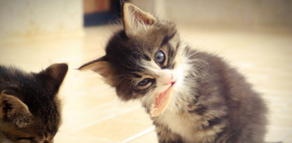 grijs met witte kitten eet een stukje vis – katten en routines