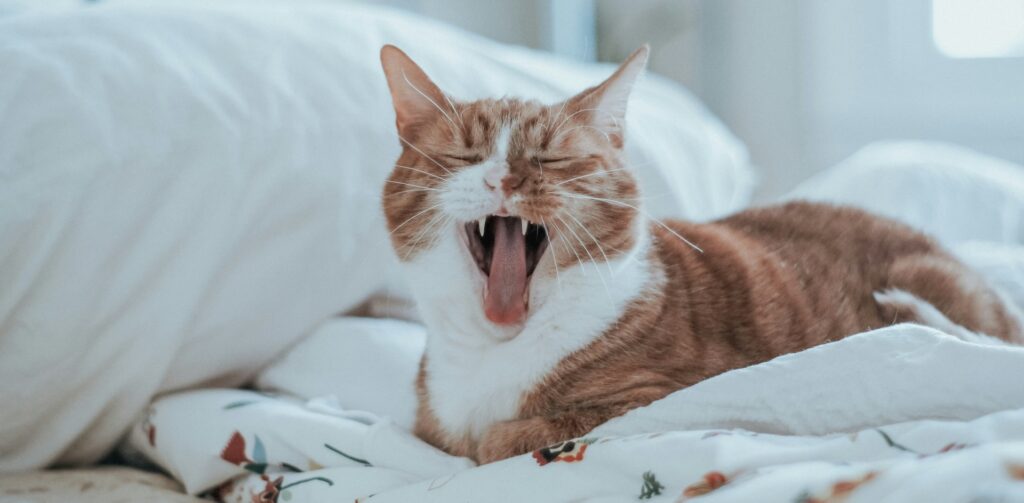 rood met witte kat ligt op bed en gaapt – blog katten en routines