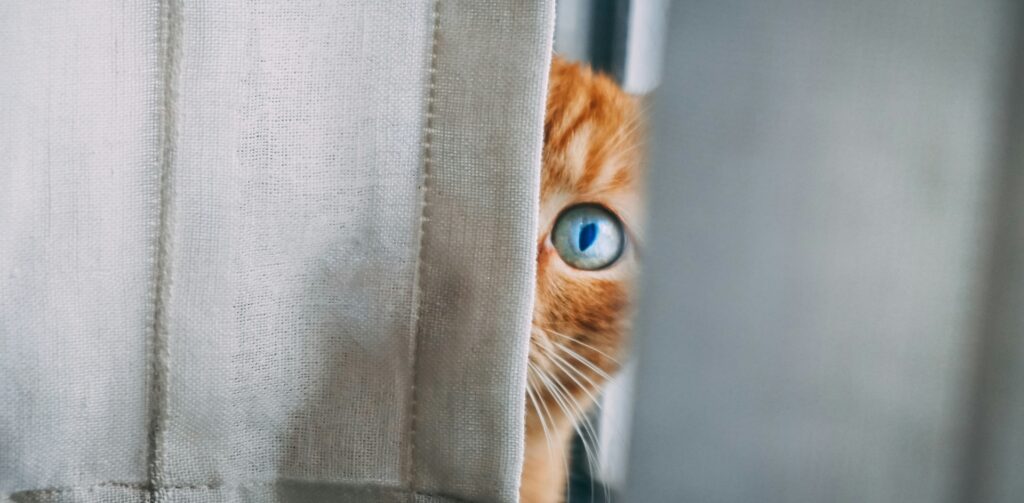 Rode kat met blauwe ogen is bang en verstopt zich achter een grijs gordijn: Kat ligt ontspannen bij een kerstboom met verlichting: Petrebels blog – Katten en december-stress: zo help je je kat rustig de feestdagen door