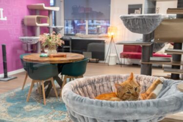 Rode kat ligt in een hangmat van een katten krabmeubel in de gemeubileerde kattenopvang Rebels Lounge – Petrebels blog: een veilige plek voor je kat maken is belangrijk en leuk