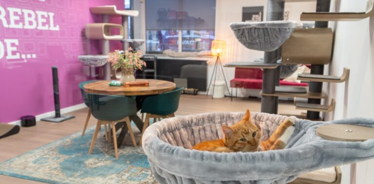 Rode kat ligt in een hangmat van een katten krabmeubel in de gemeubileerde kattenopvang Rebels Lounge – Petrebels blog: een veilige plek voor je kat maken is belangrijk en leuk