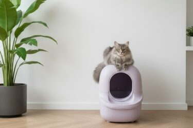 Grijze langharige raskat ligt op een lila automatische en zelfreinigende kattenbak in een kamer met witte muren en met een grote bananenplant ernaast in een donkergrijze bloempot. Petrebels blog: Alles over automatische kattenbakken (en een goedkoper alternatief)