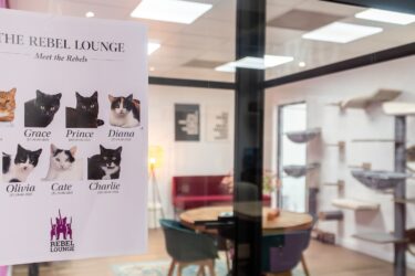 Dit is de Rebel Lounge en de nieuwe bewoners – een fijn nieuw thuis vol met krabpalen en een kattenmuur voor katten die zijn opgehaald door kattenopvang Hokazo uit Uden.