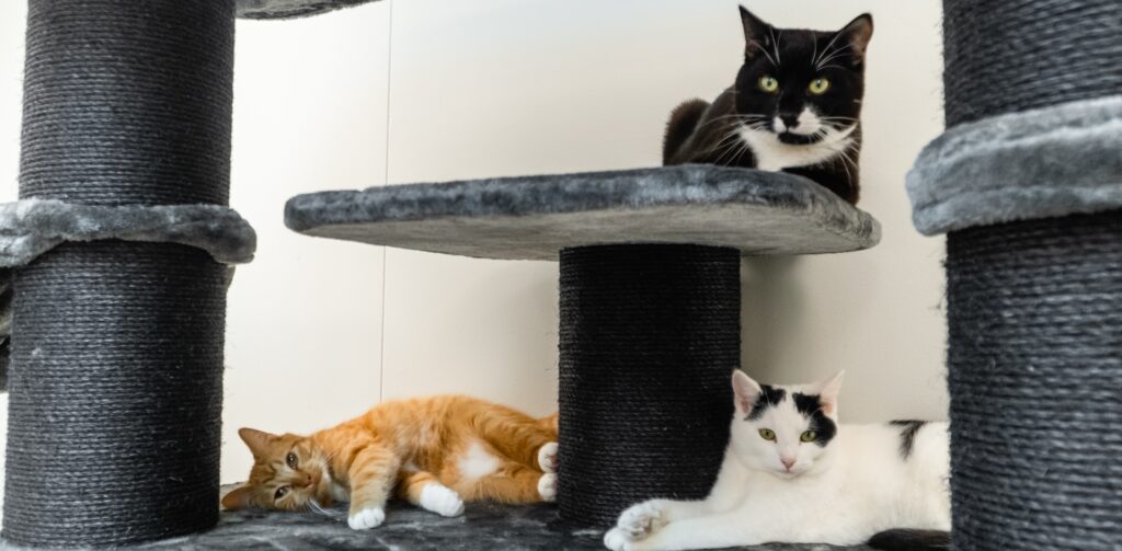 Een rood-witte, wit-zwarte en zwart-witte kat liggen te relaxen een hoge krabpaal in de gemeubileerde kattenopvang Rebels Lounge – Petrebels blog: een veilige plek voor je kat maken is belangrijk en leuk