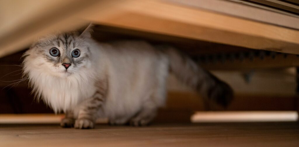 crèmekleurige raskat met wit en bruine lange vacht verstopt zich onder een bed – Petrebels blog: de 3-3-3 regel bij katten en hoe je het best kunt laten wennen