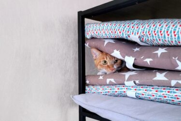 kat met oranje vacht verstopt zich in een kast tussen een stapel gekleurde kussens - Petrebels blog: de 3-3-3 regel bij katten en hoe je het best kunt laten wennen