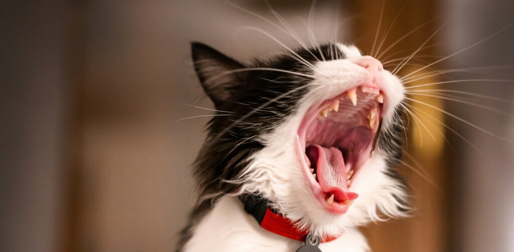 Wit met zwarte kat met rood halsbandje gaapt en laat zijn tanden zien. Petrebels blog - Gebitsverzorging bij katten