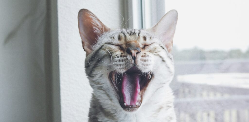 Lichtbruine cyperse kat met witte tanden gaapt: Petrebels blog - Gebitsverzorging bij katten