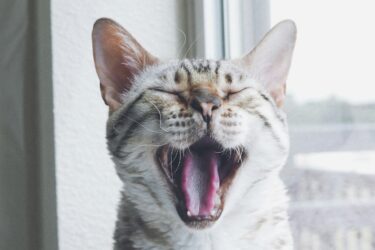 Lichtbruine kat met witte tanden gaapt: Petrebels blog - Gebitsverzorging bij katten